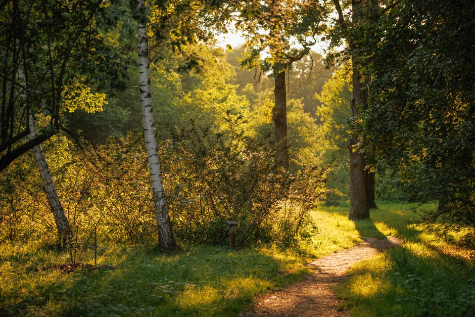 A Gentler Way to Approach Motivation, Discipline And Self-Compassion, the Honest Way