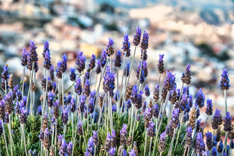 Where to Begin With Creating Healthy Long-Term Habits, Minus the Overwhelm