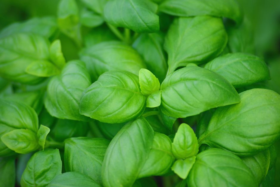 Finding Your Footing With Gut Health Beyond The Marketing, One Step at a Time