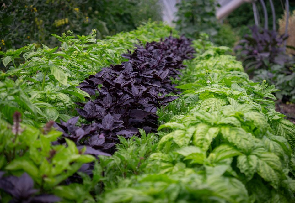 Making Sense of Herbs And Botanicals: A Cautious Look